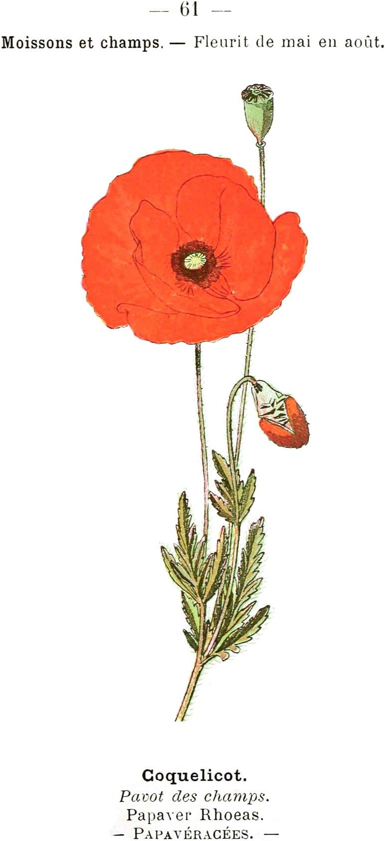 Fine Art Prints Flower Poppy Coquelicot Papaver Rhoeas Large Wall Canvas Premium Poster