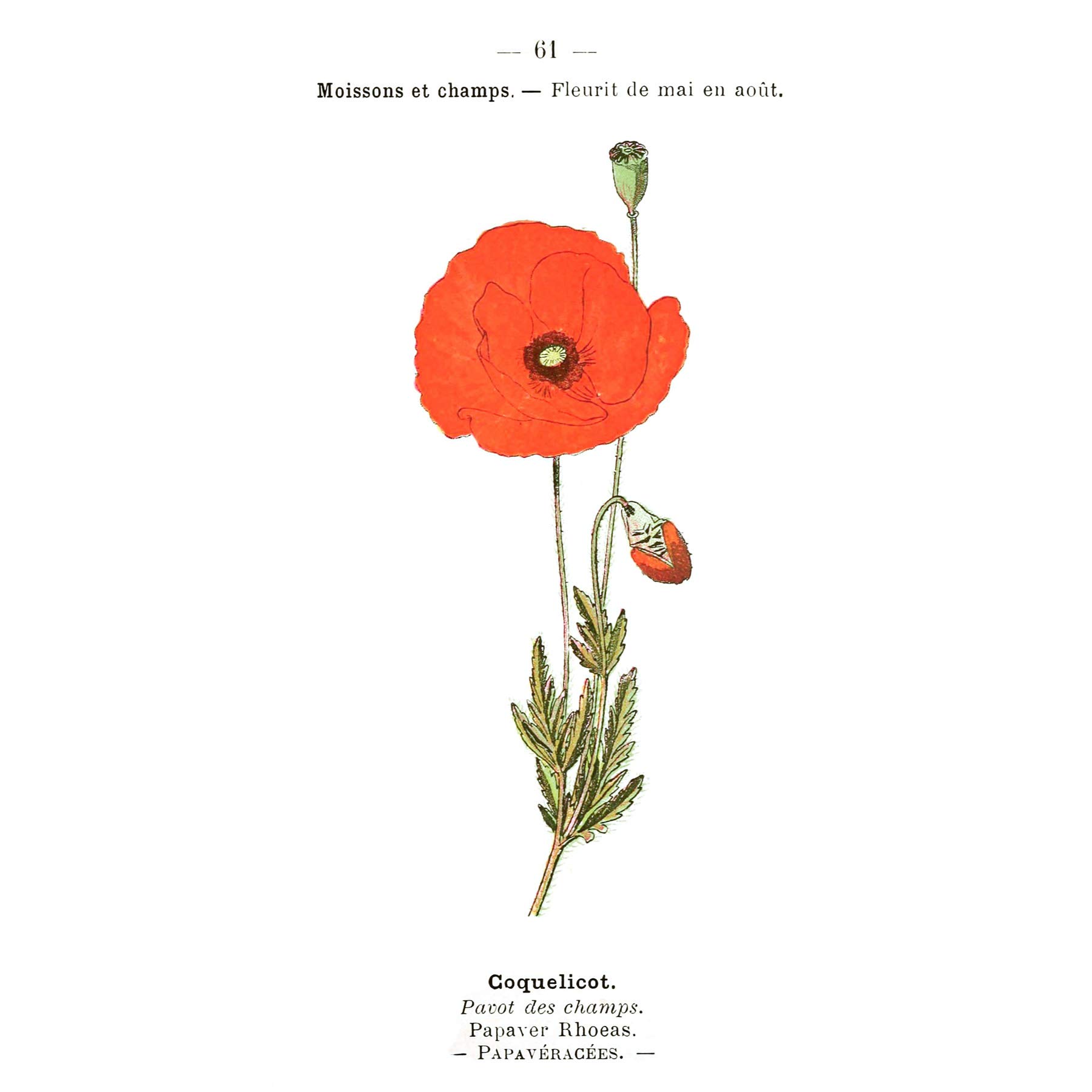 Fine Art Prints Flower Poppy Coquelicot Papaver Rhoeas Poster Wall Decor