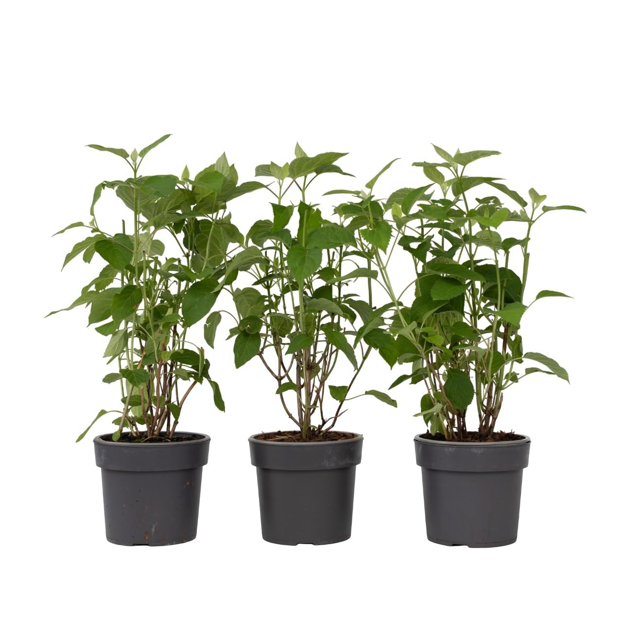 Plant in a Box - Hortensia Strong Annabelle - Set de 3 - Hortensia - Arbusto Deciduo Fuerte y Resistente al Invierno - Maceta 19cm - Altura 30-40cm