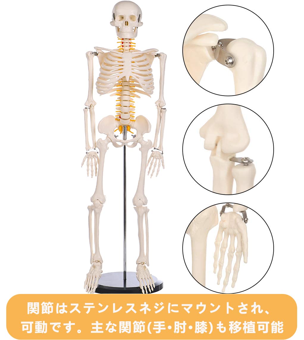 Amazon.co.jp: 【理学療法士監修】人体骨格模型 直立 高精度 1/2