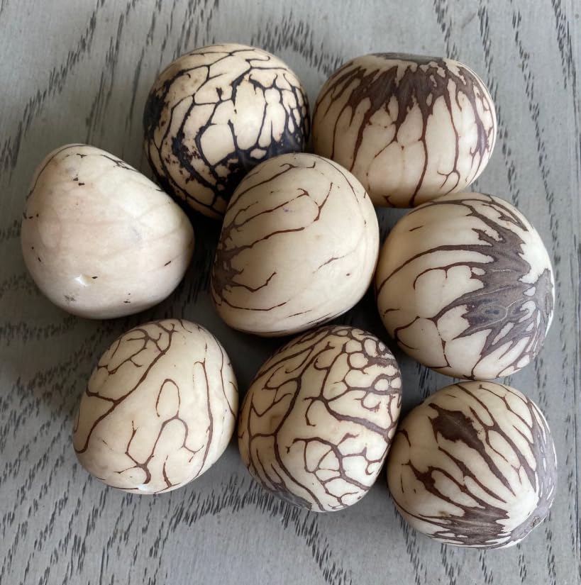 Tagua Nut Whole Uncut Raw 6 Pcs Vegetable Ivory Nut. Medium Size: 32x25 mm / 1.2x1 inch. Approx. Undrilled Woodwork Jewelry Making Carving image 2