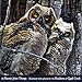 A Tale of Horned Owls