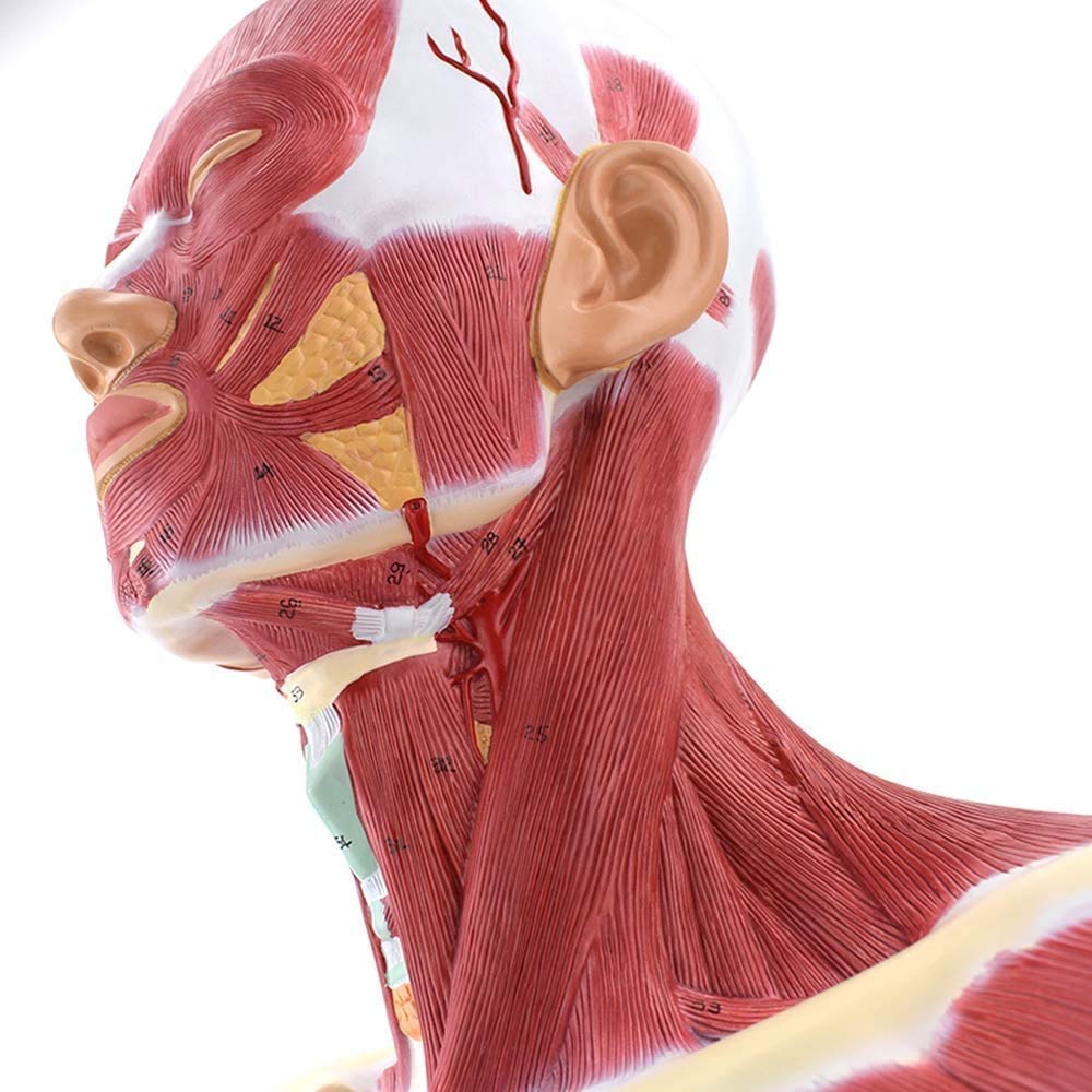 Model Nauczania, Zespół Głowy Ludzkiej, Model Anatomiczny, Mięśnie Szyi, Model Mięśni Tułowia Ludzkiego Do Szkoły, Materiały Dydaktyczne