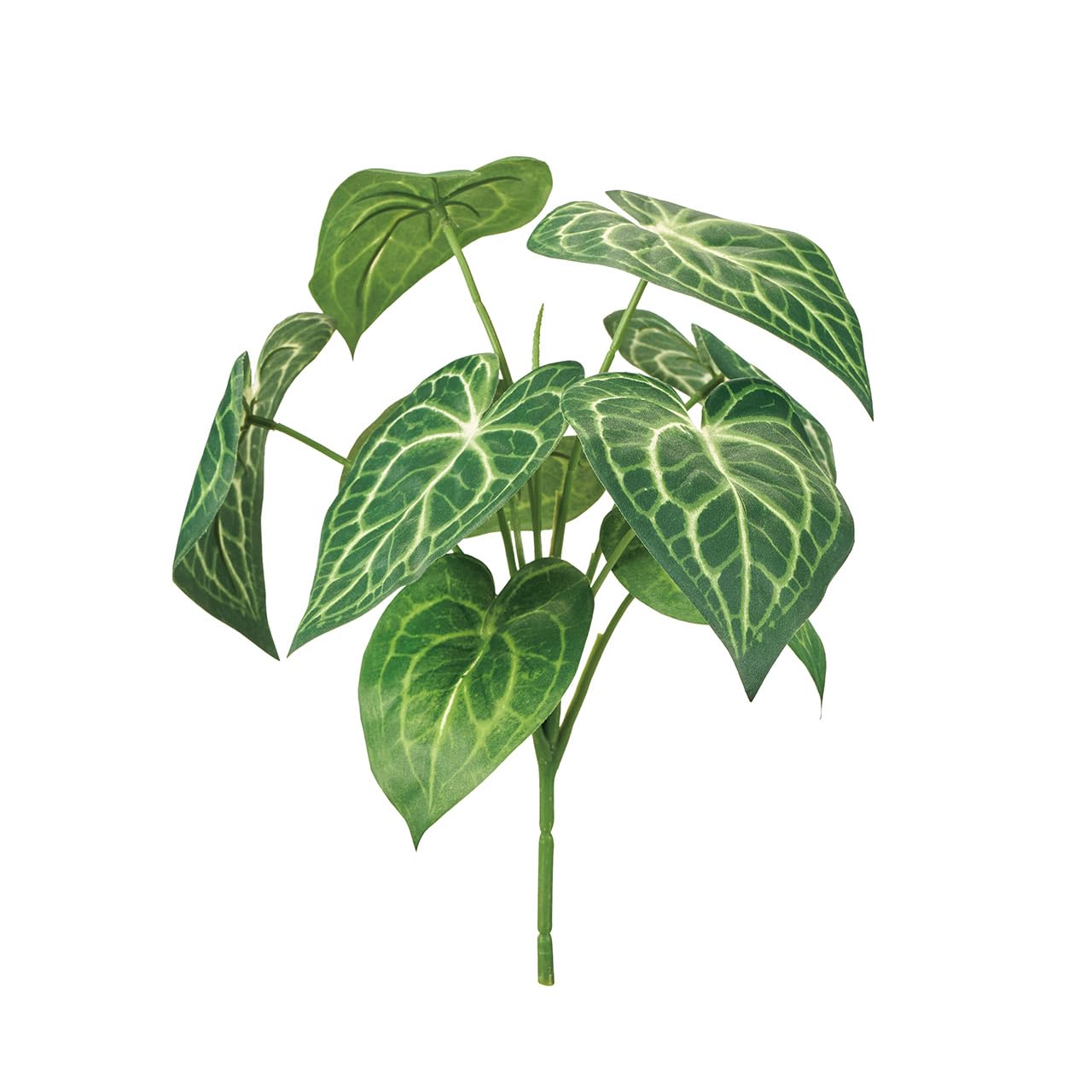 アンスリウムコンプリート Amazon｜東京堂(Tokyodo) アンスリウムリーフブッシュ 葉L12～14