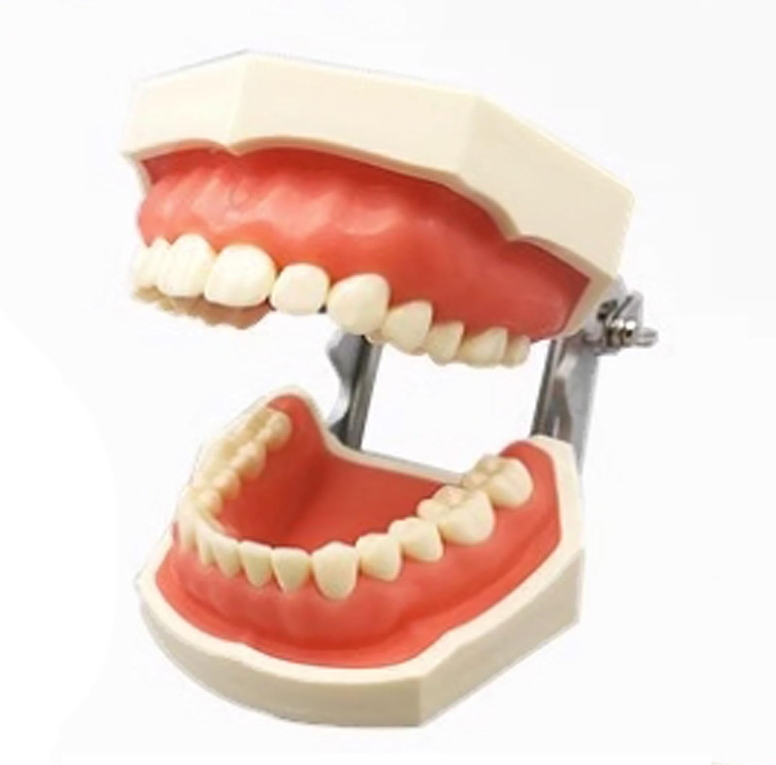 Model głowy fantomu dentystycznego, system symulatora dentystycznego z podstawą ze stali nierdzewnej, model zębów do montażu na ławce dla dentystów Nauczanie higieny jamy ustnej (Color : C)