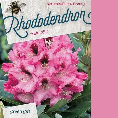 Rhododendron 'Kokordia' 40-50 cm pot | Arbuste persistant, floraison bicolore décorative, parfait en haie & jardin