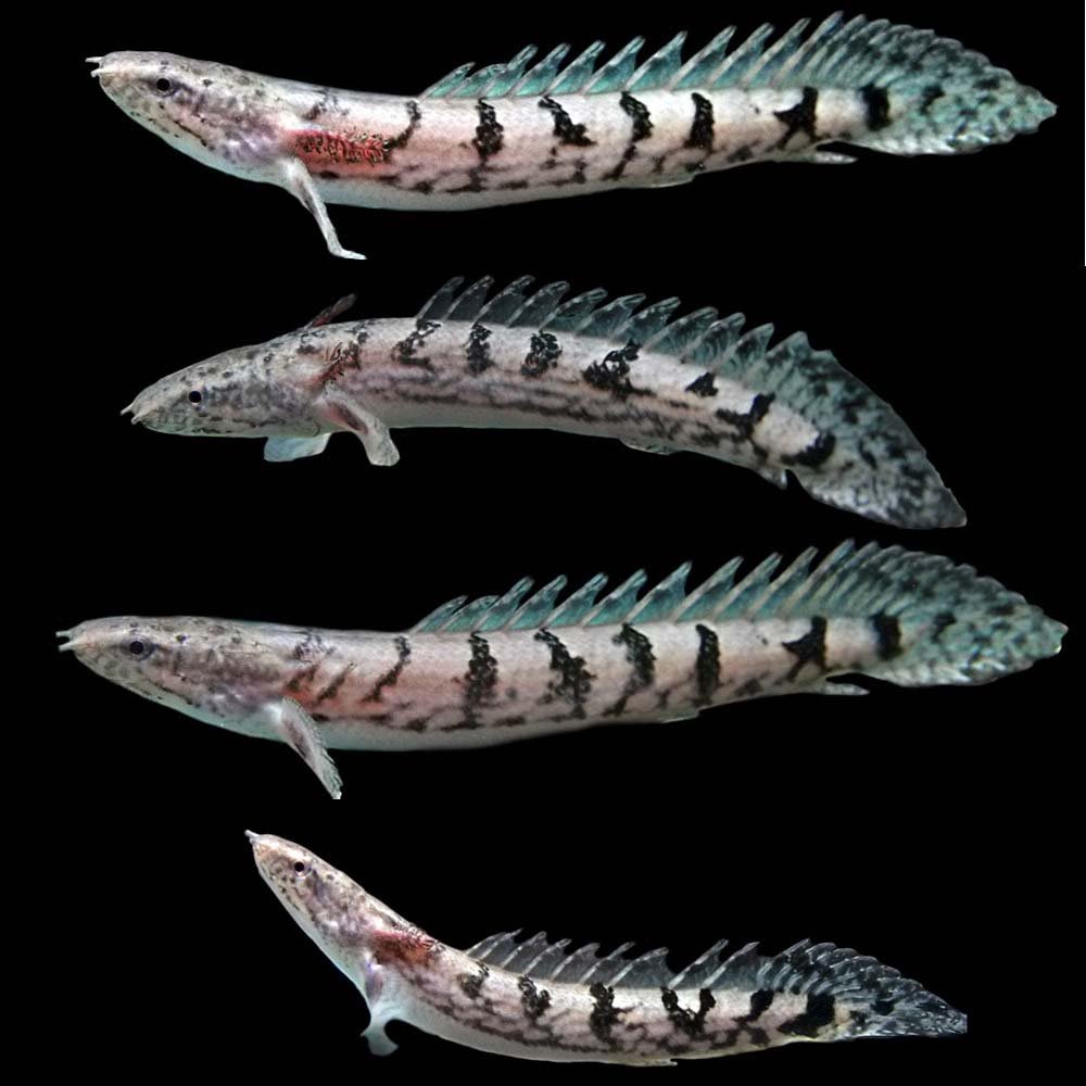 Amazon | (熱帯魚)ポリプテルス デルヘッジィ (約10cm)(1匹) | 観賞 