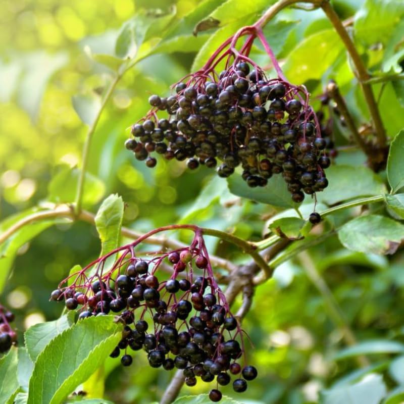 2 Elderberry Plants Live 6 to 12 Inches Tall, Sweet Elderberry Bushes Live Plants for Planting, American Elderberry Fruits Trees