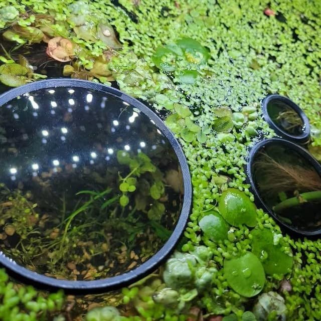 Miniatura 9 de Anillos flotantes para plantas de acuario y anillo de alimentación de peces 3 unidades  Mantén tus plantas en su lugar y fuera de tu filtro