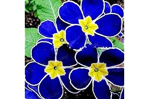 QAUZUY GARDEN Evening Primrose Seeds - A Splash of Rare Blue In Your Garden