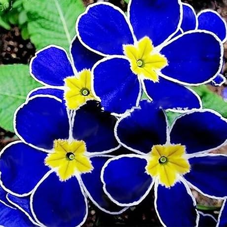 QAUZUY GARDEN Evening Primrose Seeds - A Splash of Rare Blue In Your Garden