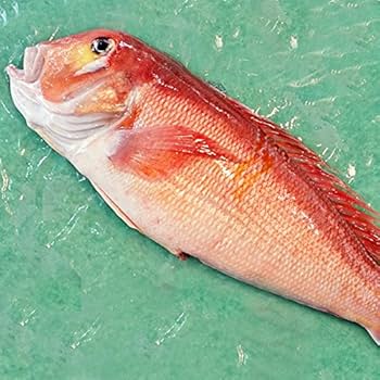 Amazon.co.jp: 魚水島 新潟産 天然 甘鯛 アマダイ（グジ）700