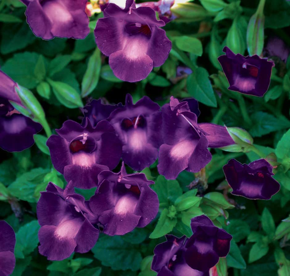 Torenia Summer Wave Trailing Violet Starter Plant