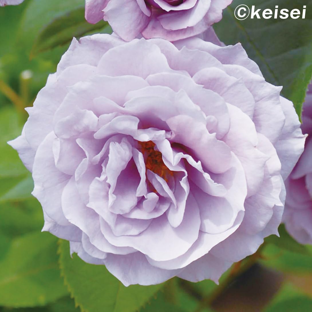 ☆どきんちゃん☆バラ苗セット ☆どきんちゃん☆バラ苗セット ☆どきんちゃん☆バラ苗セット