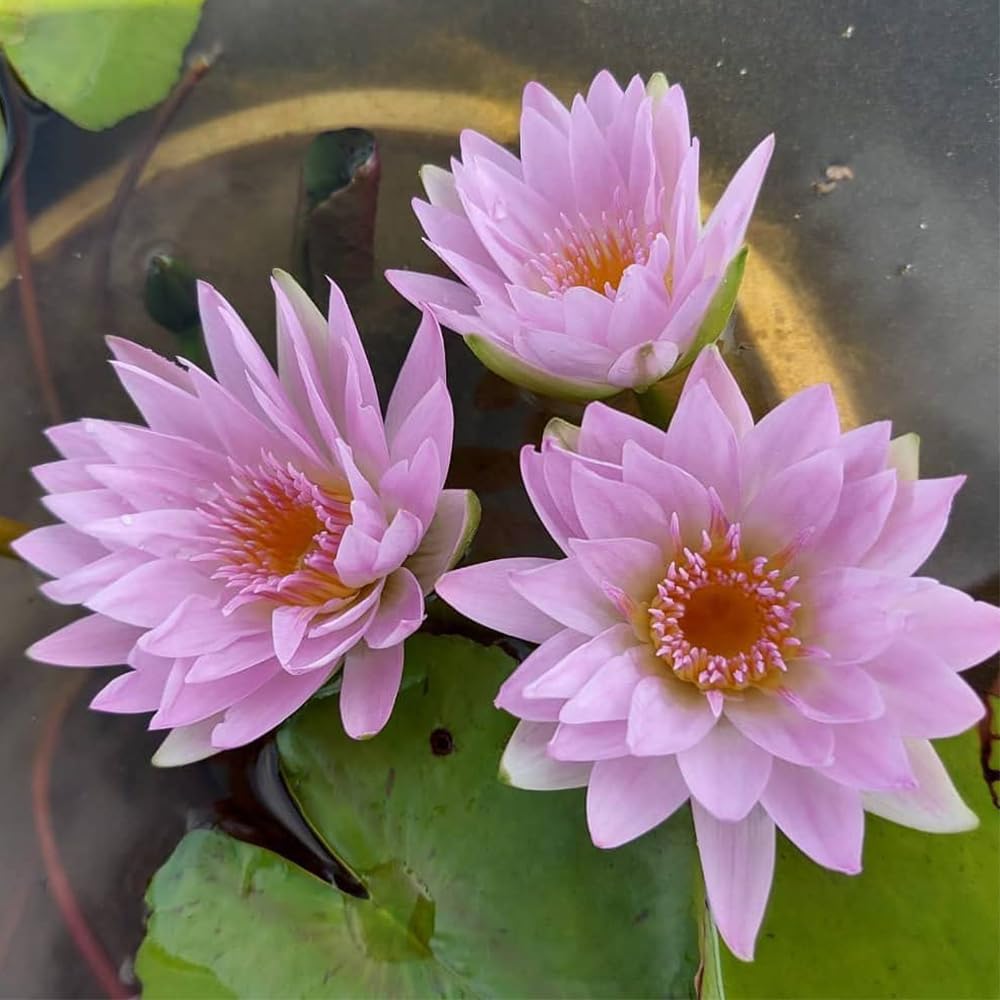 Lily Pond Store - Pink Pearl Live Tropical Waterlily Plant (B09ZQXHKWZ) Amazon Price History, Amazon Price Tracker