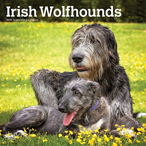 Irish Wolfhounds 2019 Calendar