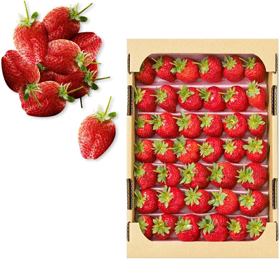 1687 京焼高野昭阿弥造色絵土佐日記冊子香合共箱 1687 京焼 高野昭阿弥