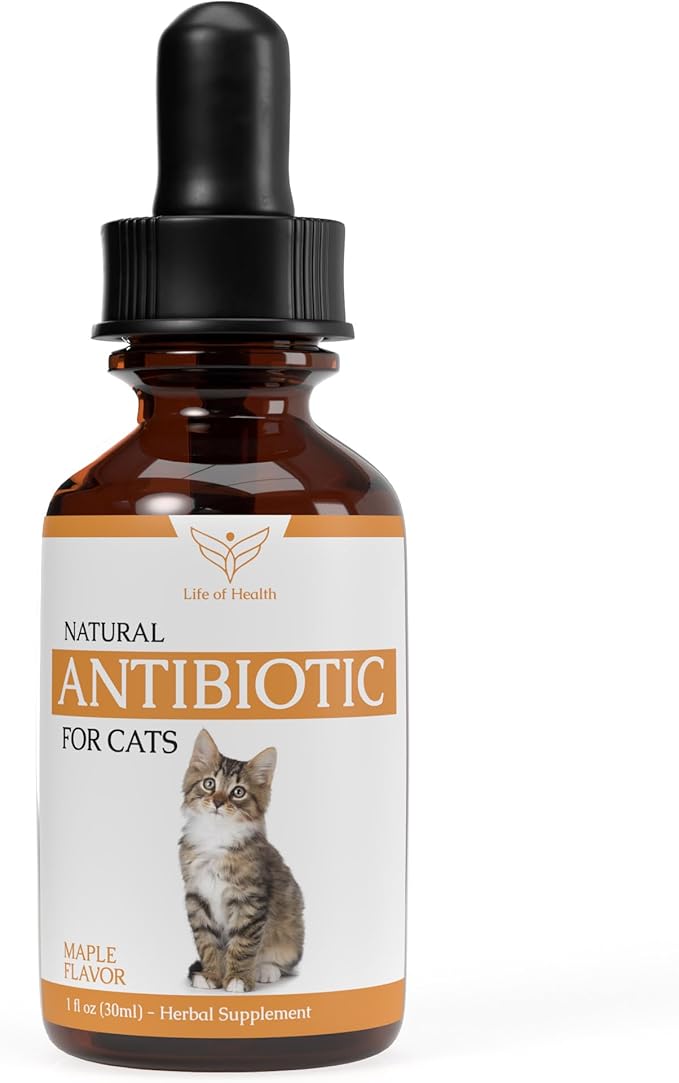 Natural Antibiotics for Cats Cat Antibiotics Cat