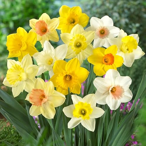 100 Narcissus Daffodil Mix Flower Bulb Box with Easy Carry Handle - White & Yellow Colors - Weeks of Easy to Grow Flowers - Plant in Gardens, Containers & Flowerbeds - Planting Instructions Included - Thumbnail 3