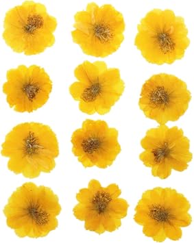 12pcs Sulphureus Natural Real Pressed Dried Flower for DIY Craft Jewelry Making Handmade Resin Ornament Yellow