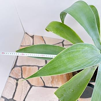 現品　アガベ　ポーチンブルー　69　幹上がり　根上がり　観葉植物　ドライガーデン 現品 アガベ ポーチンブルー 69 幹上がり 根上がり 観葉植物 ドライ