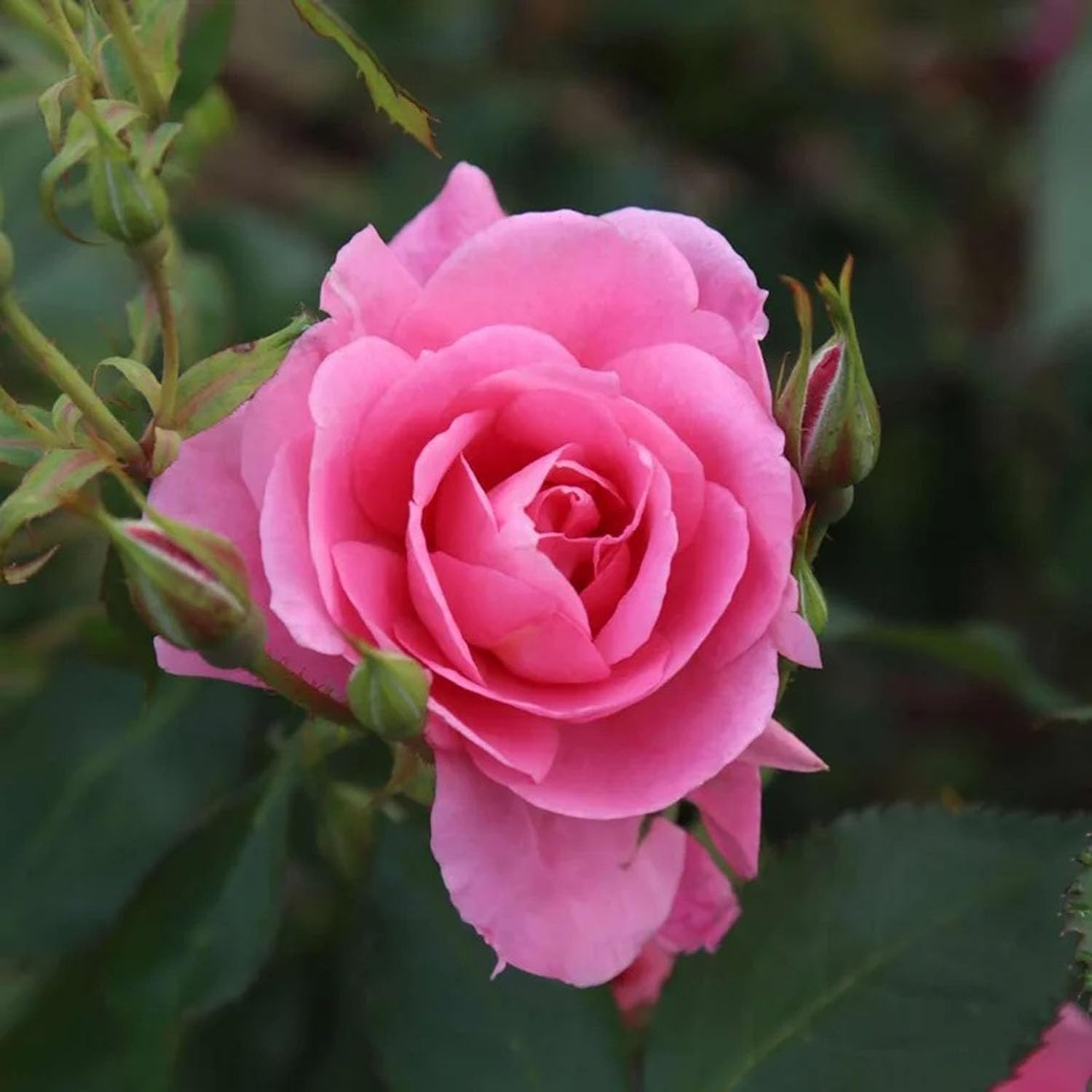 Rare Green Rose Plant - Live Outdoor Flower -2 Rare Green Rose Plant - Live Outdoor Flower -2