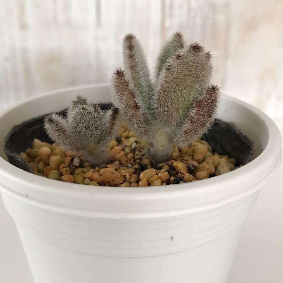 Amazon.co.jp: 多肉植物 ジャイアントラビット カランコエ 抜き苗
