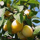 Müllers Grüner Garten Shop