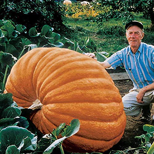 Reviews y listado de Calabaza gigante tabla con los diez mejores. 26 Imagen adicional