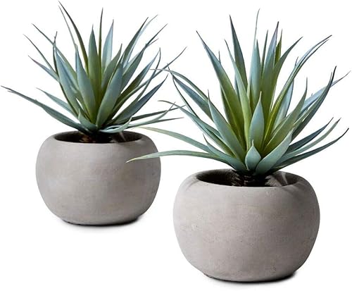 Miniatura 8 de Serene Spaces Living Echeveria - Mezcla de suculentas en tazón, perfecta para bodas y decoración del hogar, suculenta de aspecto real para