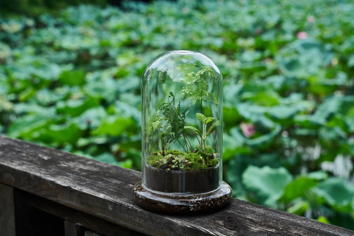 Terrario de cúpula de cristal con base y agujeros de ventilación, 7.9 x 4.7 pulgadas, vitrina transparente para plantas carnívoras, suculentas, atrapamoscas Venus y rosas eternas, caja de regalo