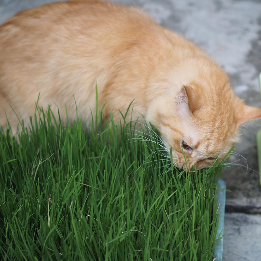 Cat Grass Seeds – Quick Growing Shoots, to Aid Your Cat’s Diet – Hardy Annual – for Your Beautiful Garden