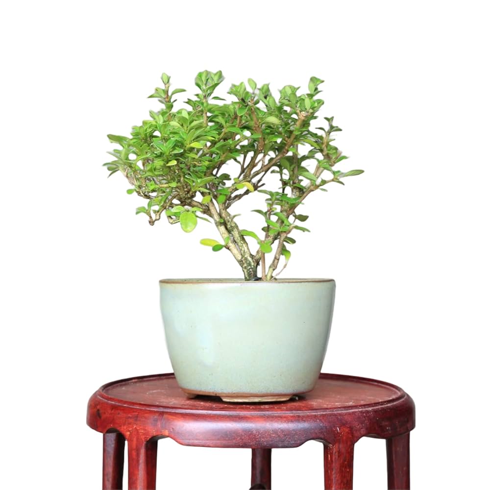 Amazon.co.jp: 香丁木【コウチョウギ】八重咲き ミニ盆栽【泰寿