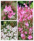 100PCS Gaura Lindheimeri Flower Seeds Mixed Color Wildflower Flower Seeds