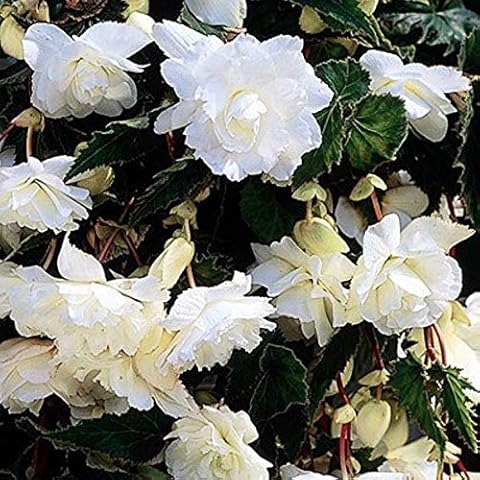 Begonia Pendula White x 5 Tubers/Corms/Bulbs - Hanging Basket Mix by Growtanical® Cover