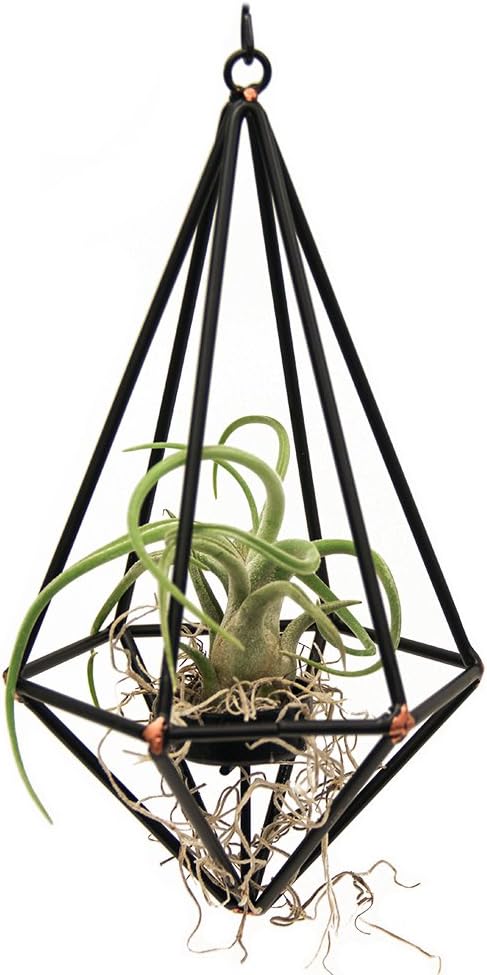 LiveTrends Geo Pendant - Living Air Plant Decoration