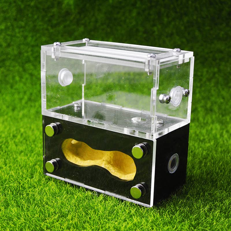 Terrarium pour reptiles et insectes en gypse résistant pour réguler l'humidité facilement