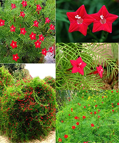 30Pcs Cardinal Climber Cypress Vine Seeds Ipomoea Quamoclit Seeds #TOP14