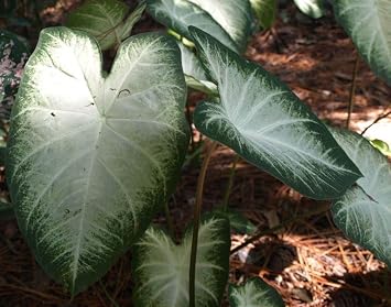 Caladium Aaron (3 Bulbs) - Easy to Grow Indoor and Outdoor Perennial Flower Bulb Ready for Planting - White Centers with Dark Green Margins - Grown in USA