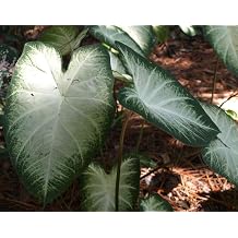 Caladium Aaron 3 Bulbs - Easy to Grow Indoor and Outdoor Perennial Flower Bulb Ready for Planting - White Centers with Dark Green Margins - Grown in USA