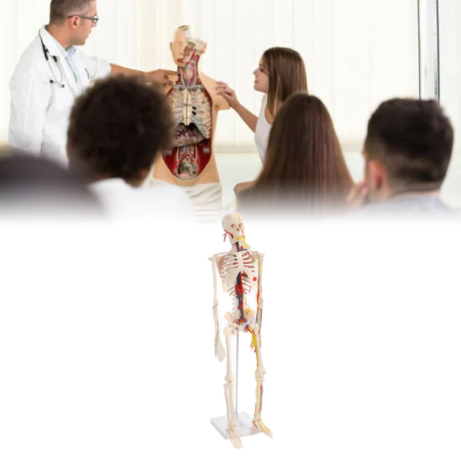 para Estudio anatómico y Manualidades - Modelo de Esqueleto Humano de 85 cm - Modelo esquelético de PVC con Brazos y piernas Desmontables, mandíbula y Capucha extraíbles - Incluye