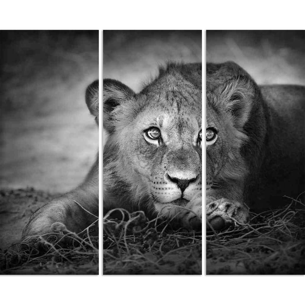 ArtzFolio Lion Panthera Leo Split Art Painting Panel On Sunboard 24.4 X 20.2Inch