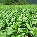 clifcragrocl Semillas orgánicas de Virginia, tabaco, Heirloom, 30 unidades