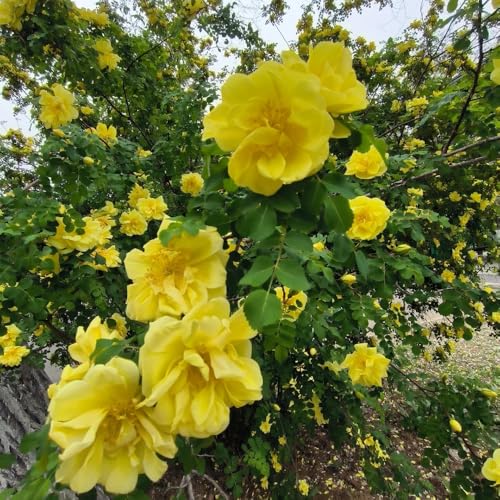 Rosas trepadoras, semillas resistentes, rosas decorativas resistentes para balcón de rosal trepador de jardín rocas para el jardín colgantes, 400pcs