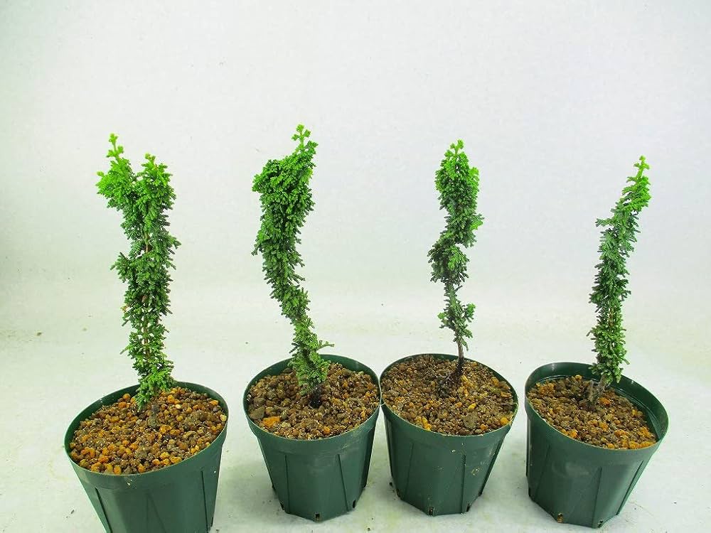 石化檜 石化ヒノキ 約35年 | 雨竹亭オンラインショップ