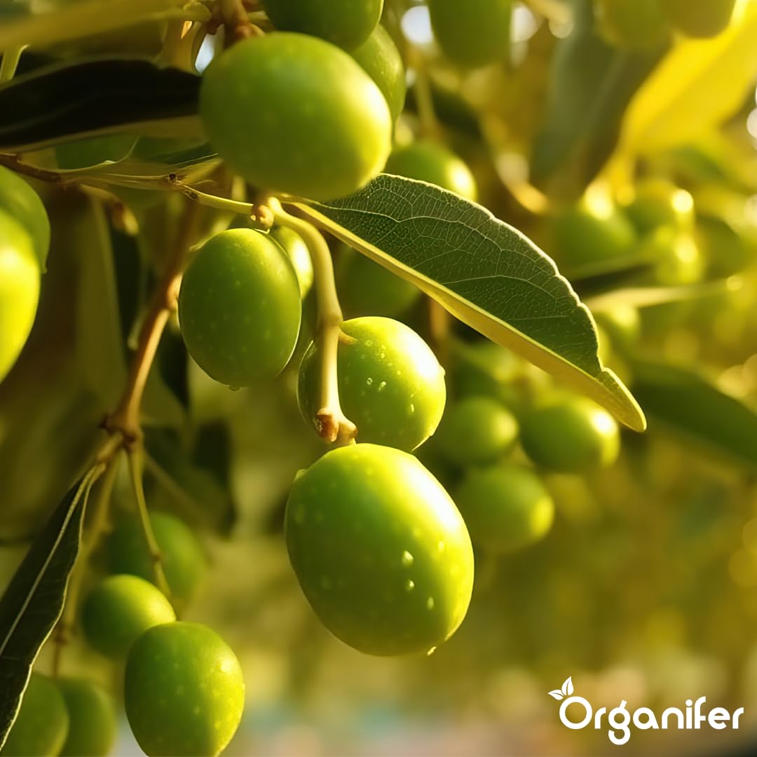 Fertilizante Líquido - 2x1L - Para Olivo - NPK 2-1-8 | Plantas Fuertes Y Hojas Saludables - Organifer