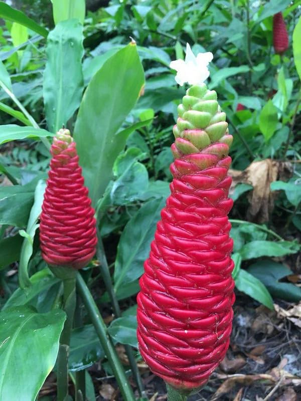 Ritz Farming® Shampoo ginger lily flower bulbs Shampoo ginger lily