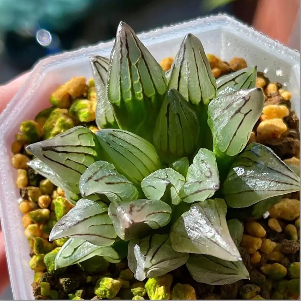 多肉植物 ハオルチア アトロフスカミュータント錦(枝変わり) 発根管理中 多肉植物】アトロフスカミュータント錦！品種紹介 haworthia