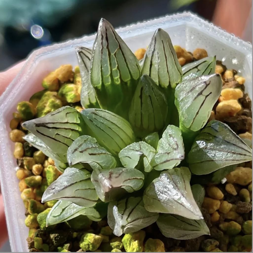 Amazon｜アトロフスカミュータント 多肉植物 観葉植物 ハオルチア