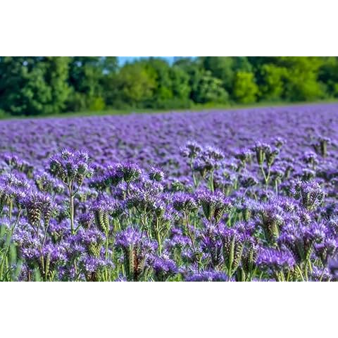 Phacelia Flower Seeds to Attract bee Vegetable Seeds, Green Manure Phacelia tanacetifolia 1000 Seeds Cover